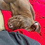 Miss Mabel is registered to the contest to win money with this photo: puppy, sleeping, brown, dog, blanket, red, cozy, closeup, nap, fur, cute, pet, animal, relaxing, soft, indoors, resting, warm, adorable, comfort