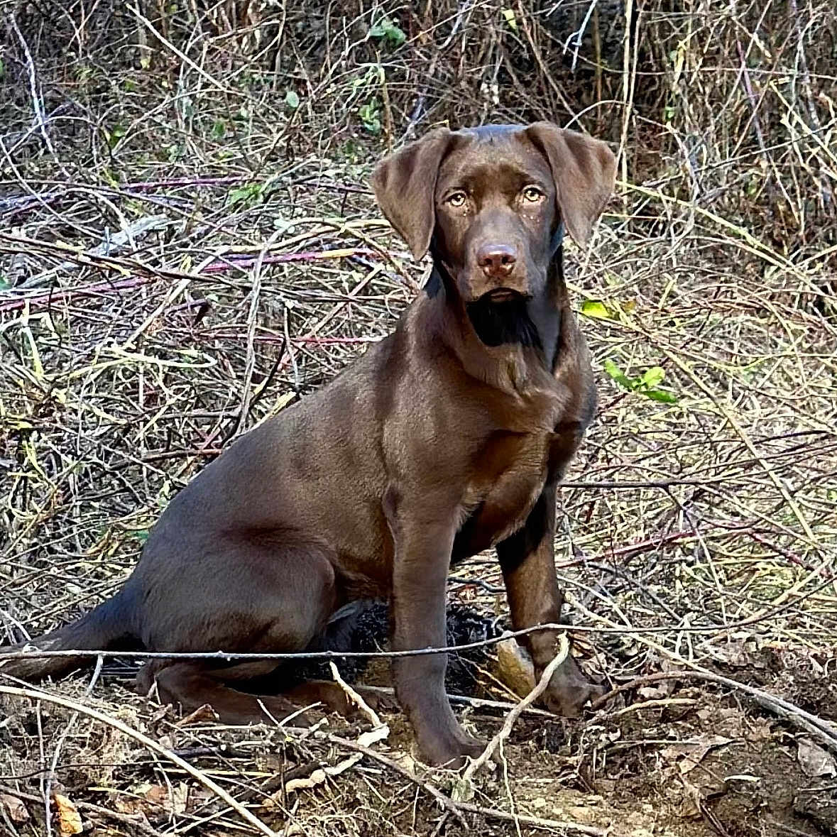 Miss Mabel