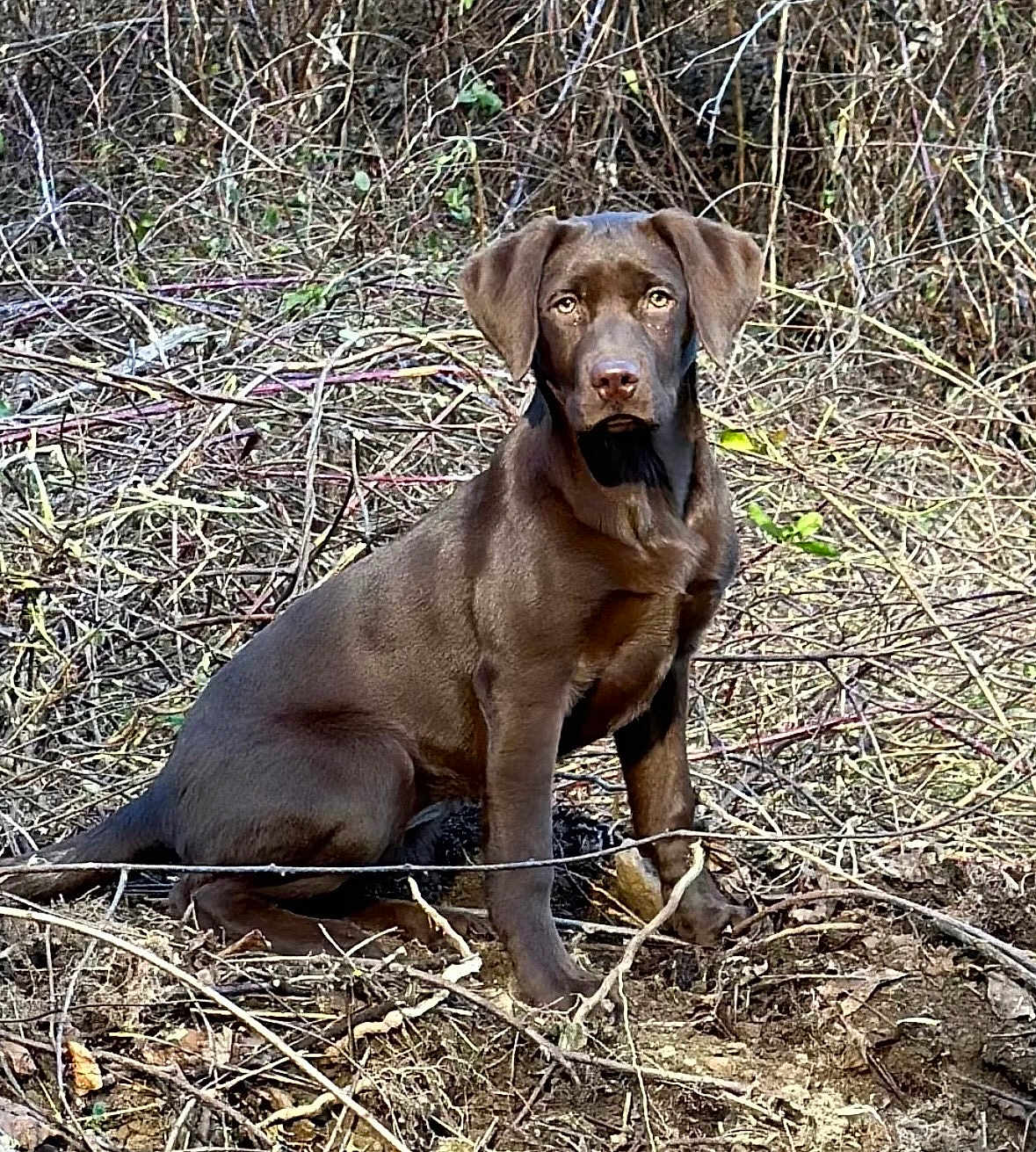 Miss Mabel