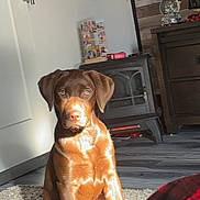 Miss Mabel joined the competition — help win amazing prizes! dog, brown_dog, puppy, carpet, sunlight, indoor, wood_paneling, stove, furniture, pet, animal, floor, cozy, blanket, red, plaid, attention, cute, home, portrait