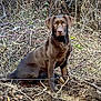 dog, chocolate_brown, sitting, outdoor, nature, twigs, branches, leafless, ground, curious, animal, pet, canine, fur, eyes, snout, ears, forest_floor, natural_light, still