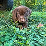 puppy, dog, chocolate_labrador, grass, outdoor, greenery, tire, nature, animal, cute, pet, young, eyes, fur, snout, ears, playful, closeup, ground, sunlight