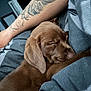 puppy, dog, sleeping, brown, tattoo, arm, striped_bedding, bedroom, close_up, cozy, fur, pet, domestic_animal, resting, canine, cute, indoor, nap, young_dog, comfort