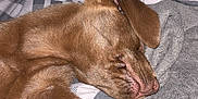 Mabel is registered to the contest to win money with this photo: puppy, dog, sleeping, paw, blanket, bed, cozy, brown, fur, cute, indoor, relaxed, resting, animal, pet, comfort, closeup, soft, warm, napping