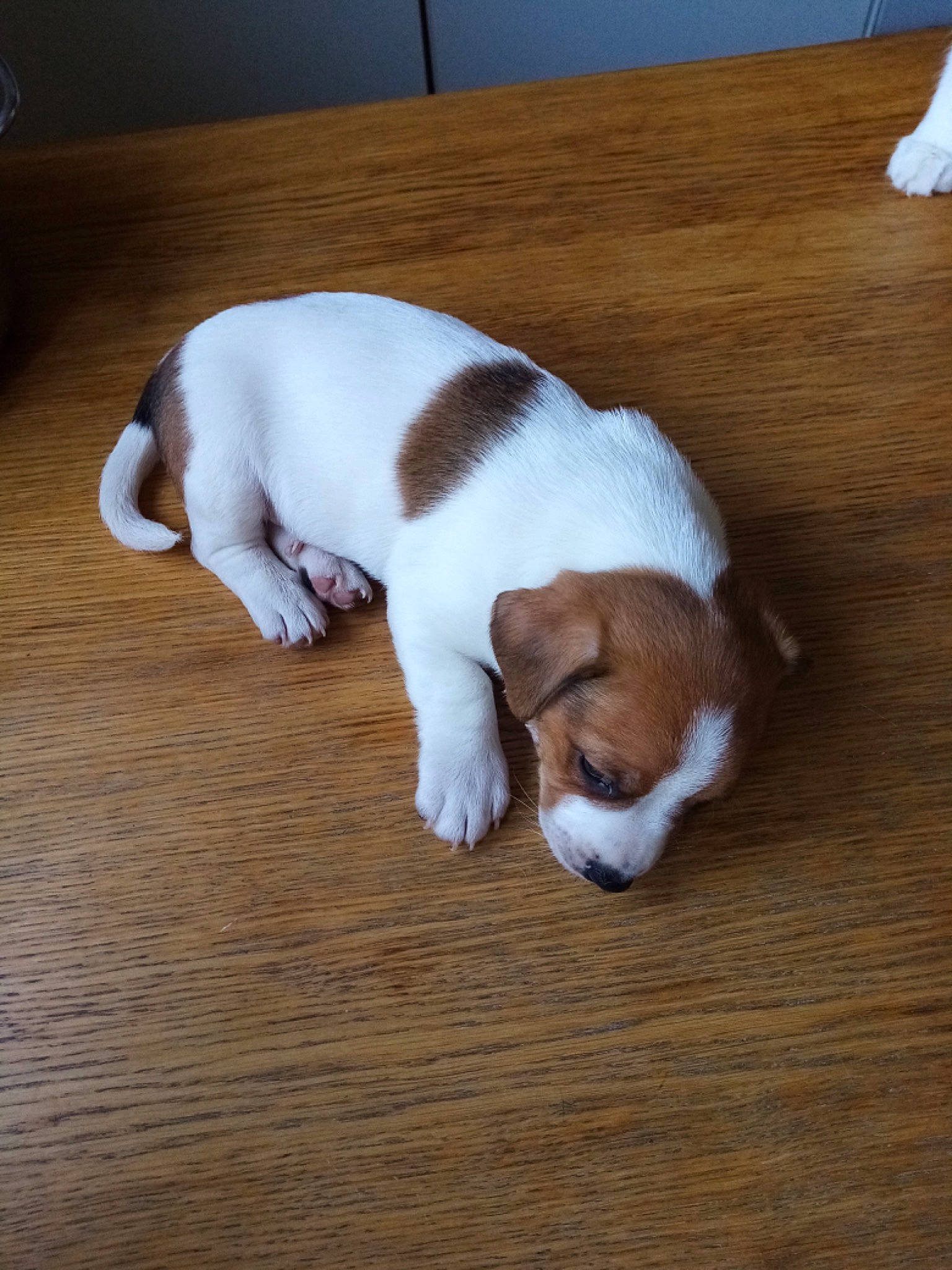 Choupi participe au concours pour gagner de l'argent avec cette photo : canidae, carnivore, comfort, companion_dog, dog, dog_breed, fawn, flooring, hardwood, hound, liver, non_sporting_group, paw, scent_hound, snout, sporting_group, tail, terrestrial_animal, wood, working_animal