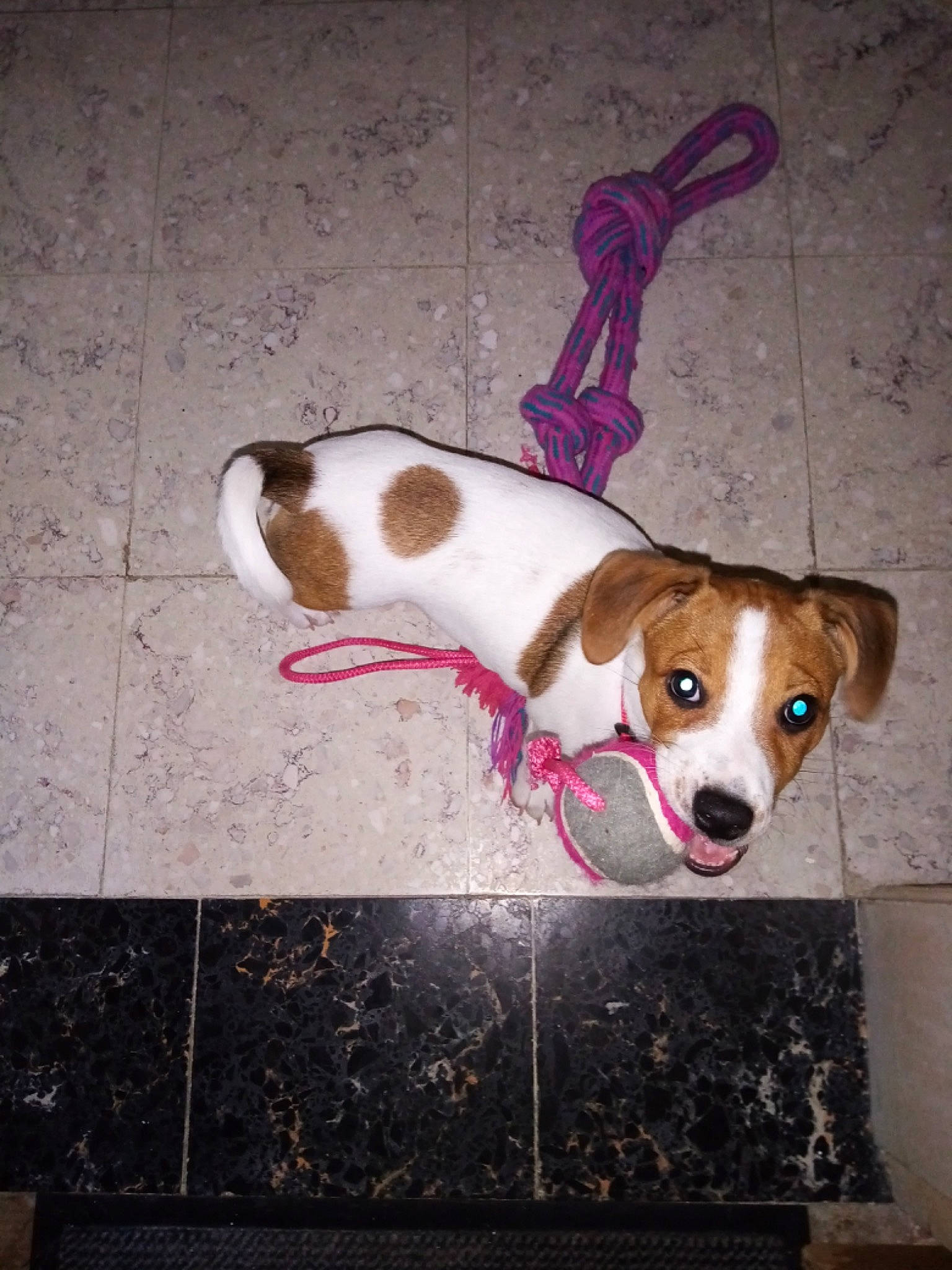 Choupi a rejoint le concours — aidez-le/la à gagner de superbes lots ! art, brown, canidae, carnivore, collar, companion_dog, dog, dog_breed, dog_supply, fawn, floor, flooring, paw, pet_supply, road_surface, snout, sporting_group, tail, tints_and_shades, working_animal