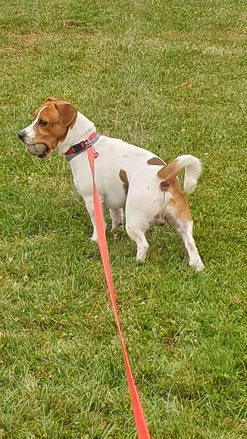 Choupi a rejoint le concours — aidez-le/la à gagner de superbes lots ! canidae, carnivore, collar, companion_dog, dog, dog_breed, dog_collar, dog_supply, fawn, grass, grassland, gun_dog, hunting_dog, leash, non_sporting_group, pet_supply, sporting_group, tail, terrier, working_animal