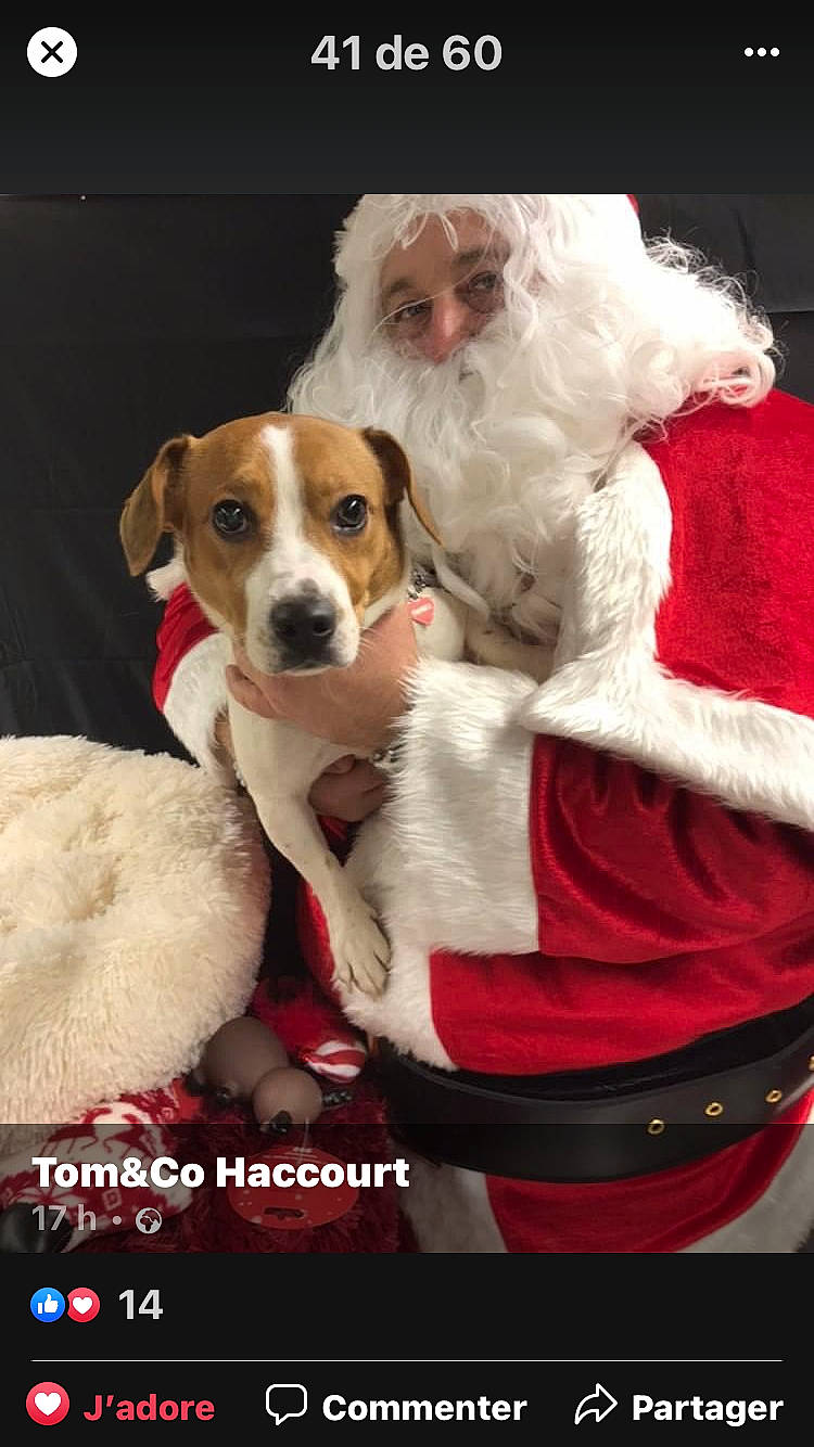 Choupi a rejoint le concours — aidez-le/la à gagner de superbes lots ! ancient_dog_breeds, canidae, carnivore, collar, comfort, companion_dog, dog, dog_breed, dog_supply, event, fur, holiday, lap, photo_caption, santa_claus, sporting_group, toy_dog, working_animal