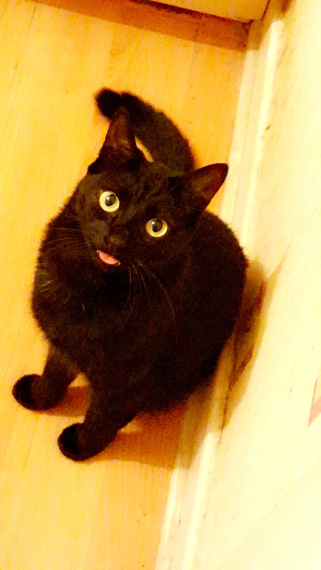 Simba participe au concours pour gagner de l'argent avec cette photo : asian, black_cat, bombay, british_shorthair, burmese, carnivore, cat, domestic_short_haired_cat, felidae, german_rex, havana_brown, korat, mammal, small_to_medium_sized_cats, tail, vertebrate, whiskers