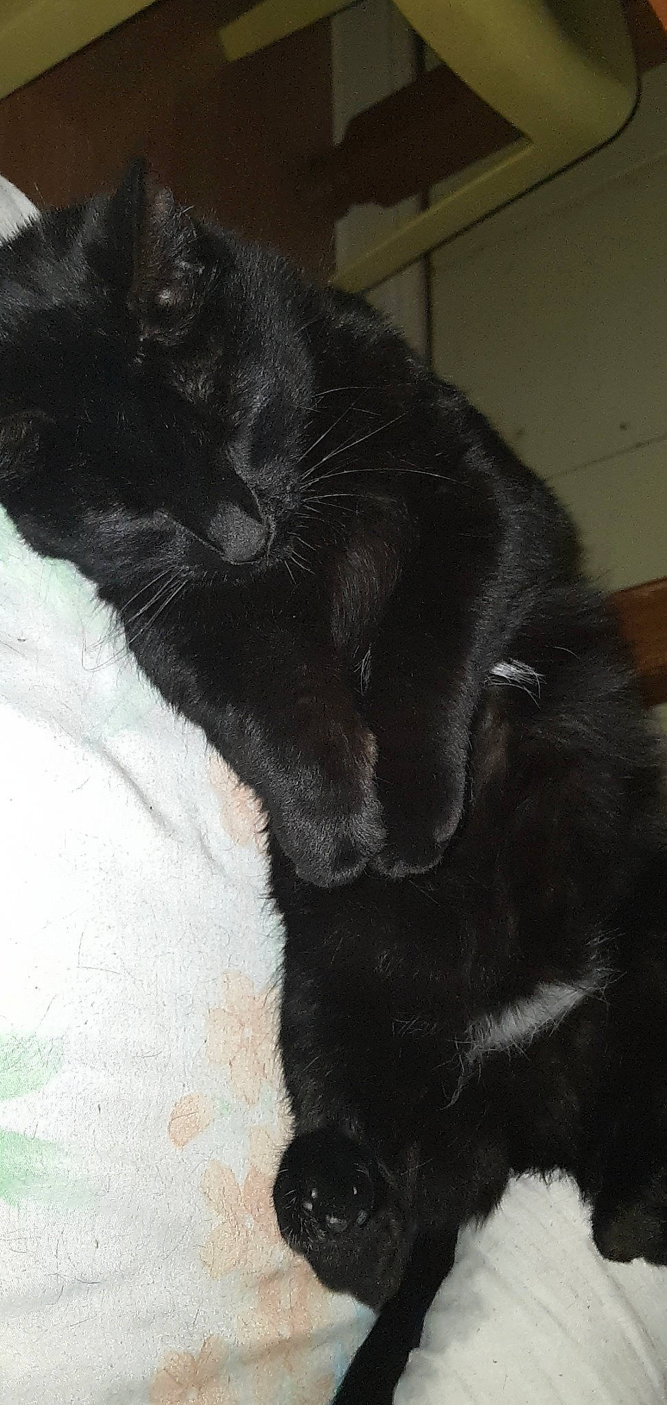 Simba a rejoint le concours — aidez-le/la à gagner de superbes lots ! black, black_cat, bombay, carnivore, cat, claw, felidae, fur, polydactyl_cat, small_to_medium_sized_cats, snout, tail, whiskers