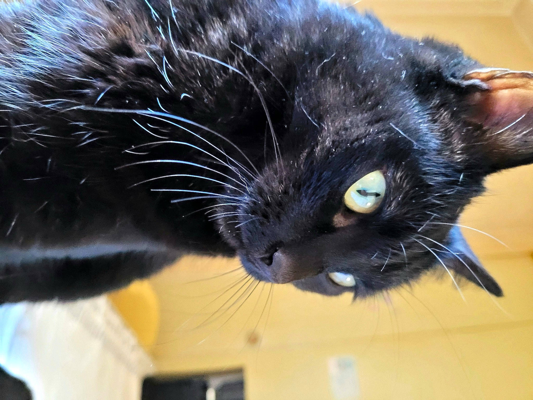 Simba participe au concours pour gagner de l'argent avec cette photo : black_cat, bombay, carnivore, cat, claw, close_up, comfort, domestic_short_haired_cat, ear, felidae, fur, paw, plant, small_to_medium_sized_cats, snout, tail, vertebrate, whiskers