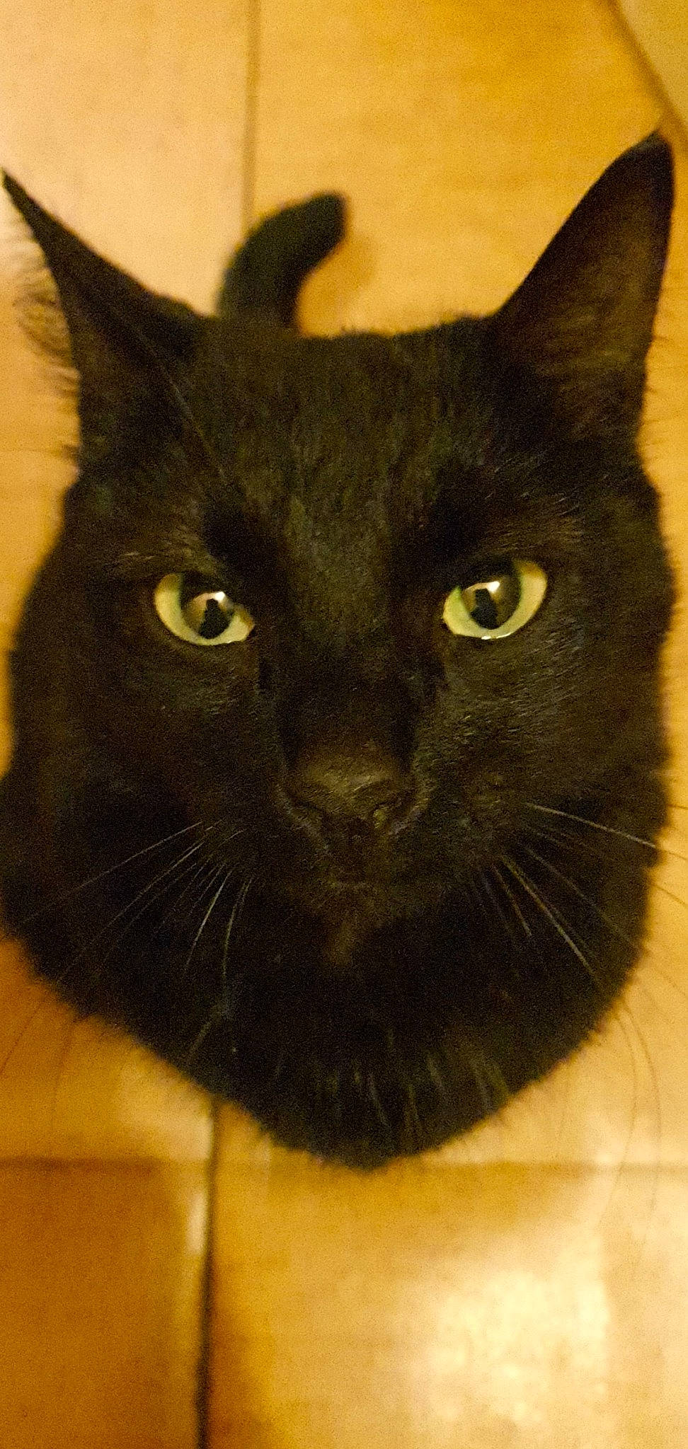 Simba a rejoint le concours — aidez-le/la à gagner de superbes lots ! asian, black_cat, bombay, burmese, carnivore, cat, domestic_short_haired_cat, felidae, havana_brown, mammal, small_to_medium_sized_cats, snout, vertebrate, whiskers