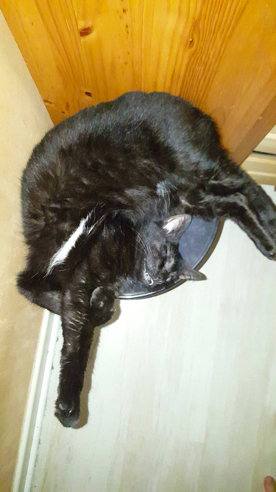 Simba participe au concours pour gagner de l'argent avec cette photo : black_cat, carnivore, cat, claw, felidae, fur, small_to_medium_sized_cats, tail, whiskers