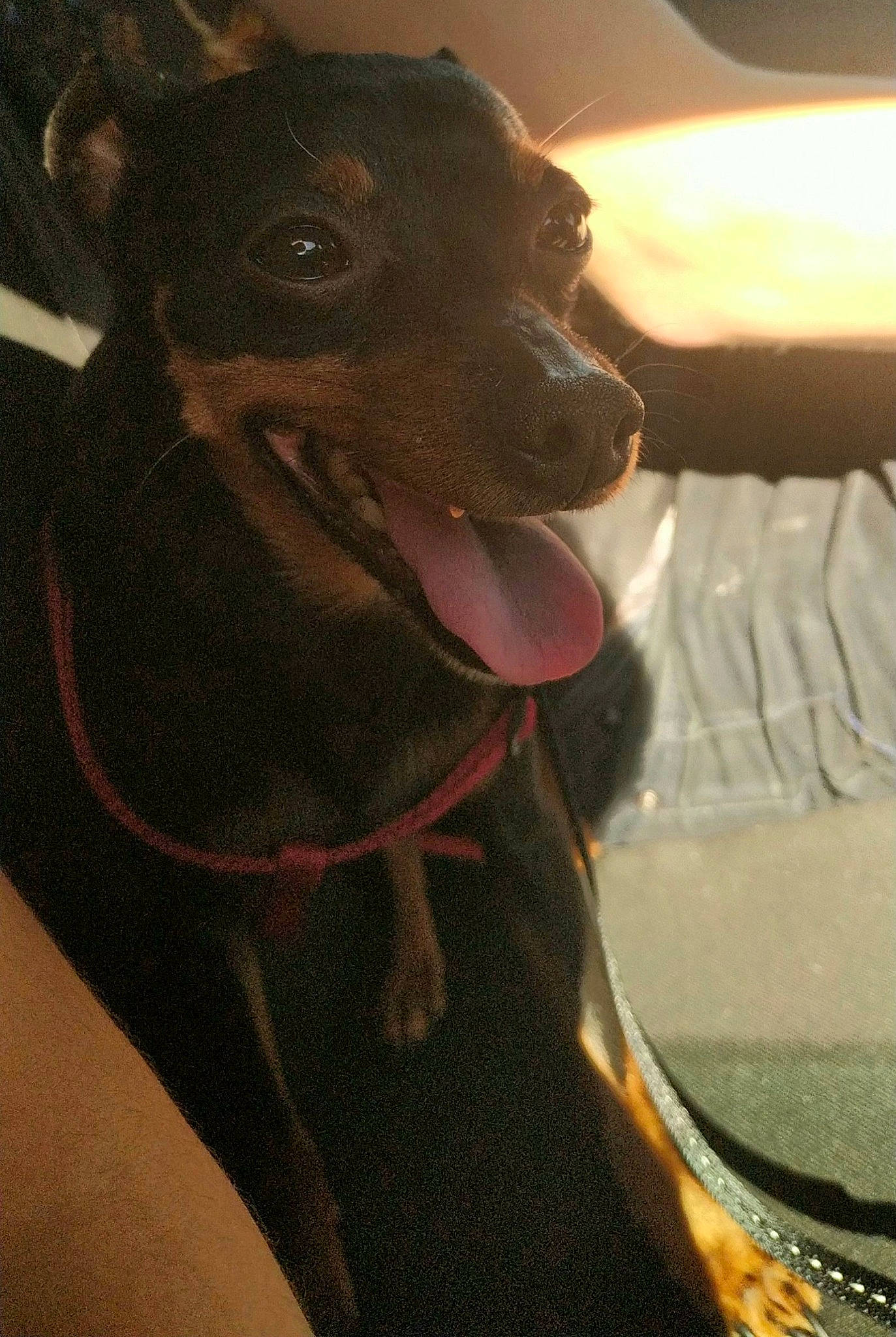 Neo participe au concours pour gagner de l'argent avec cette photo : canidae, carnivore, collar, companion_dog, dog, dog_breed, dog_collar, ear, fawn, fur, jaw, leash, liver, pet_supply, snout, sporting_group, tints_and_shades, whiskers, windshield, working_animal