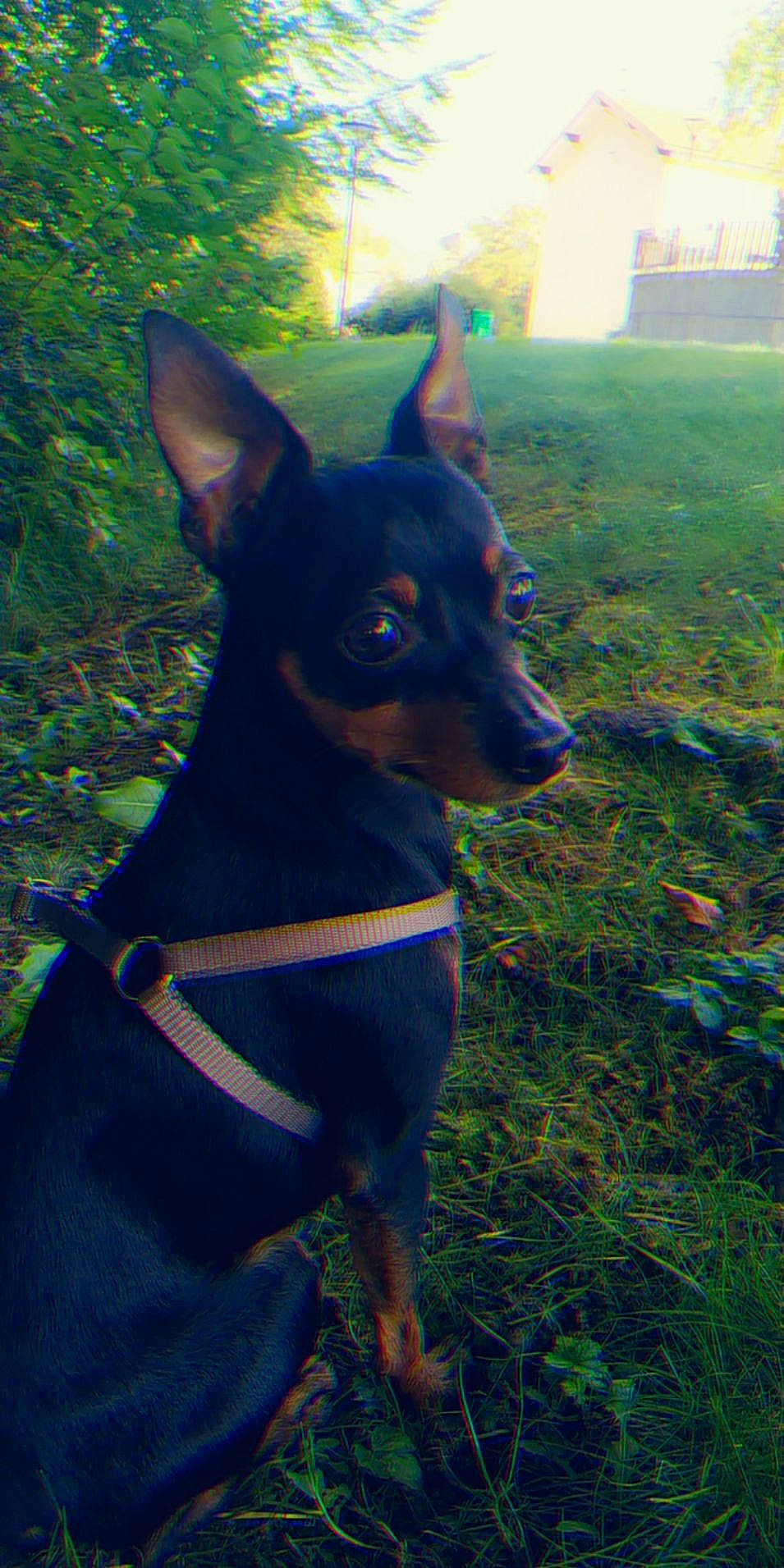 Neo participe au concours pour gagner de l'argent avec cette photo : black_and_tan_terrier, canidae, carnivore, dobermann, dog, dog_breed, english_toy_terrier, german_pinscher, guard_dog, mammal, manchester_terrier, miniature_pinscher, pinscher, prazsky_krysarik, toy_dog, toy_manchester_terrier, vertebrate