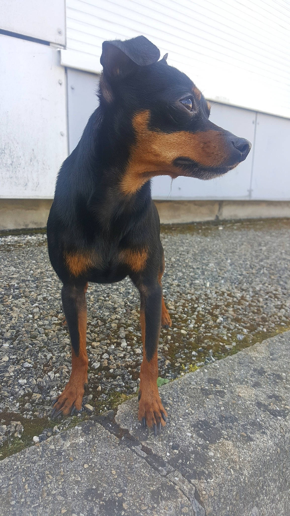 Neo participe au concours pour gagner de l'argent avec cette photo : black_and_tan_terrier, canidae, carnivore, dobermann, dog, dog_breed, english_toy_terrier, german_pinscher, guard_dog, mammal, manchester_terrier, miniature_pinscher, pinscher, prazsky_krysarik, snout, toy_dog, toy_manchester_terrier, vertebrate, working_dog