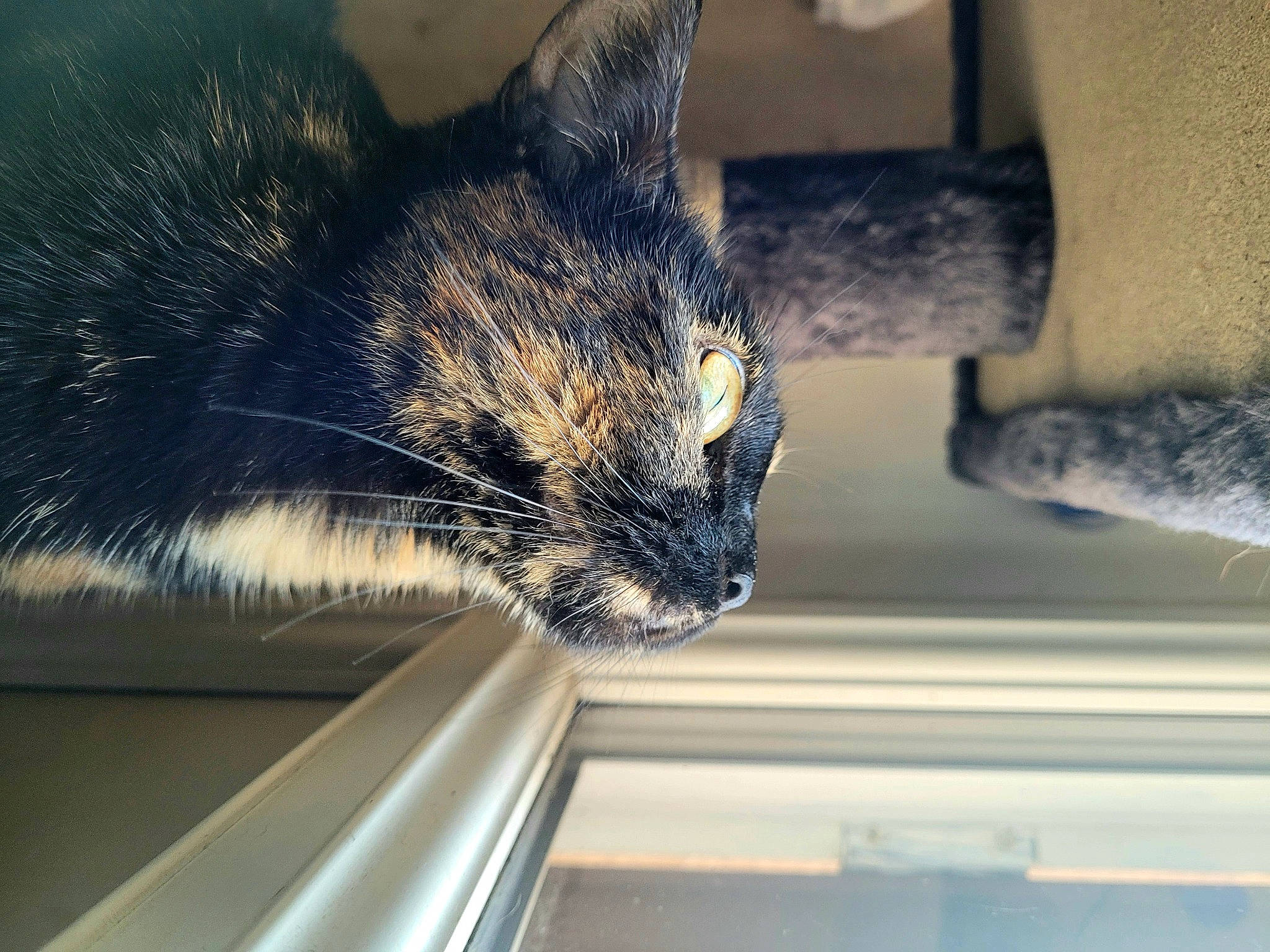 Kiara a rejoint le concours — aidez-le/la à gagner de superbes lots ! carnivore, cat, claw, comfort, domestic_short_haired_cat, felidae, fur, mammal, paw, pet_supply, small_to_medium_sized_cats, snout, tail, terrestrial_animal, vertebrate, whiskers, wildlife, window