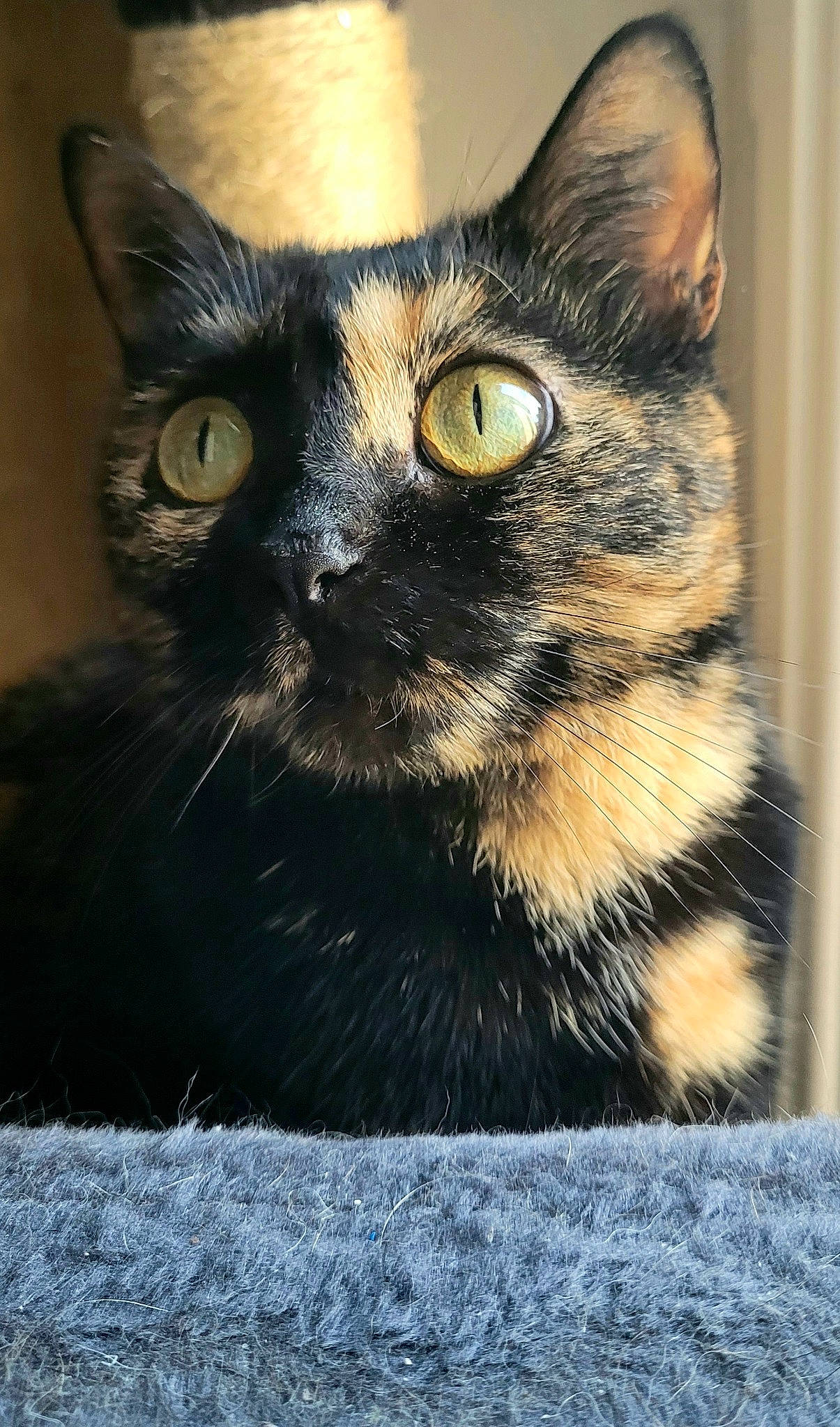 Kiara participe au concours pour gagner de l'argent avec cette photo : black_cat, carnivore, cat, domestic_short_haired_cat, eye, felidae, fur, small_to_medium_sized_cats, snout, terrestrial_animal, whiskers, wildlife