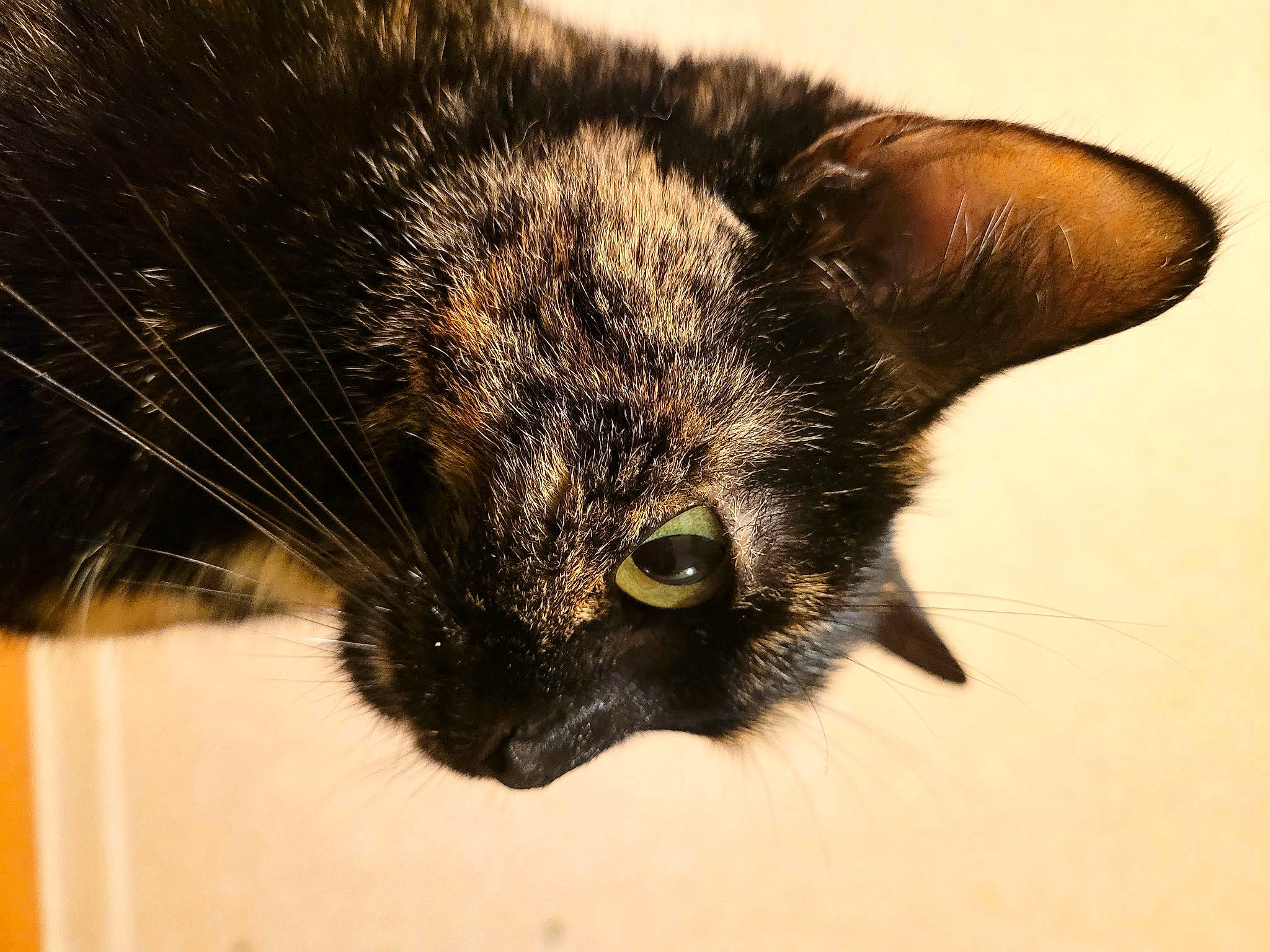 Kiara a rejoint le concours — aidez-le/la à gagner de superbes lots ! black_cat, bombay, carnivore, cat, claw, close_up, domestic_short_haired_cat, ear, felidae, fur, paw, small_to_medium_sized_cats, snout, terrestrial_animal, whiskers, wildlife