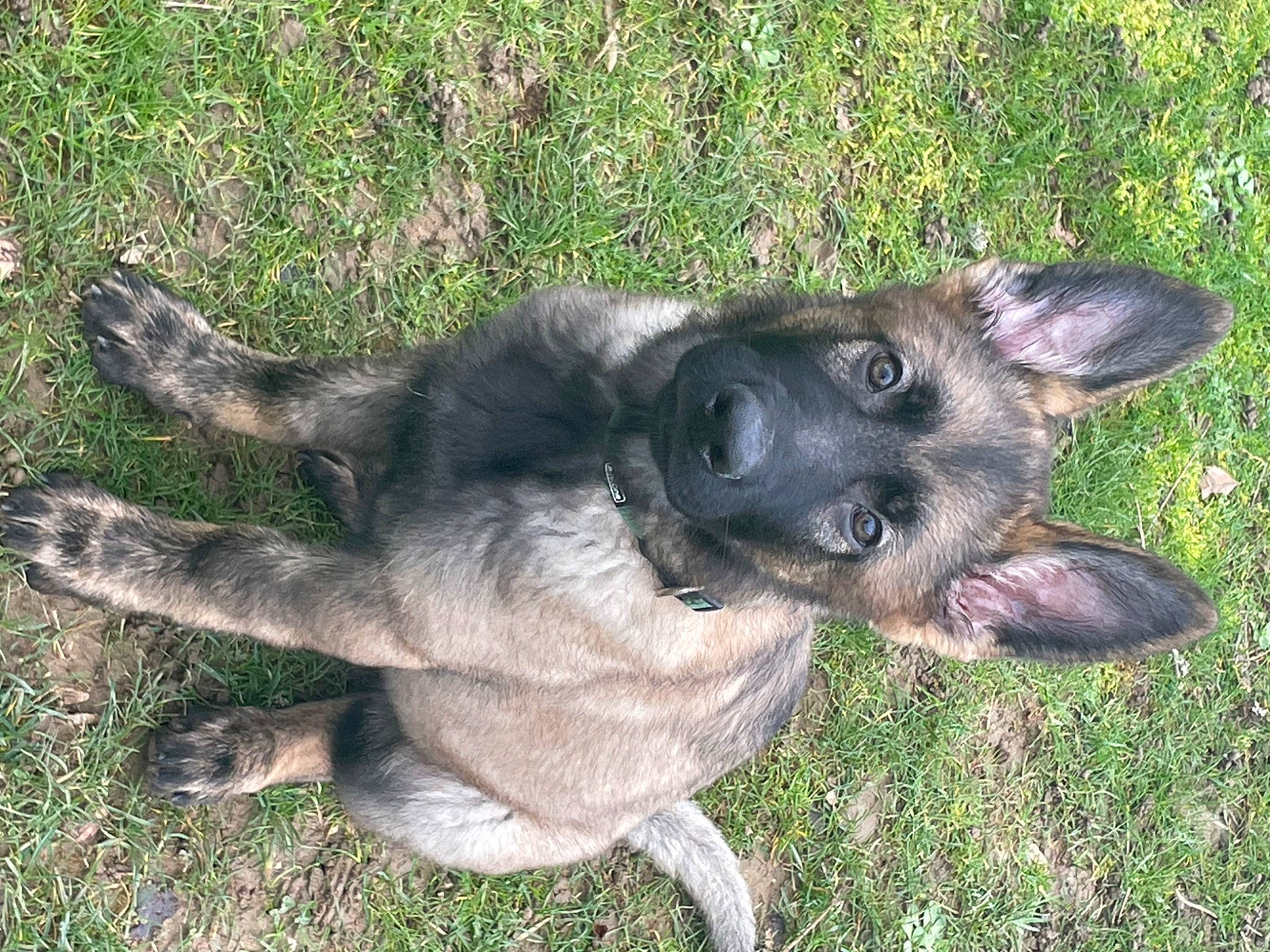 Arès a rejoint le concours — aidez-le/la à gagner de superbes lots ! canidae, carnivore, companion_dog, dog, dog_breed, fawn, german_shepherd_dog, grass, herbaceous_plant, paw, plant, puppy, snout, sporting_group, tail, terrestrial_animal, working_animal, working_dog