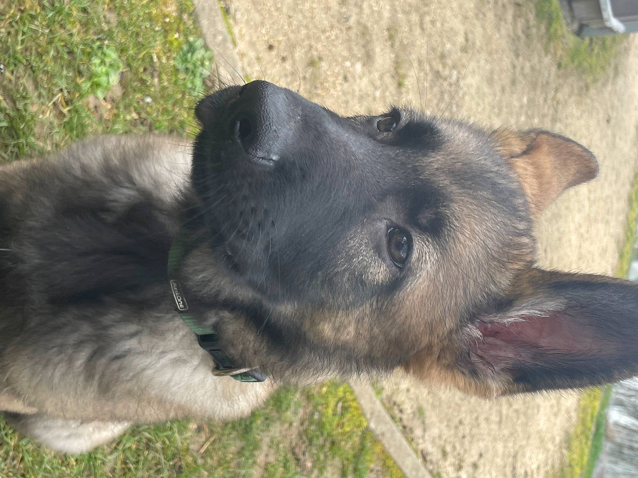 Arès participe au concours pour gagner de l'argent avec cette photo : borador, canidae, carnivore, companion_dog, dog, dog_breed, fur, grass, plant, snout, sporting_group, terrestrial_animal, whiskers, working_animal, working_dog