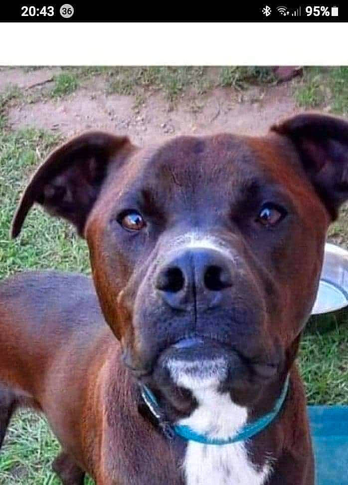 Ricky is registered to the contest to win money with this photo: carnivore, collar, companion_dog, dog, dog_breed, dog_collar, electric_blue, fawn, grass, liver, pet_supply, photo_caption, photograph, plant, snout, sporting_group, terrestrial_animal, whiskers, working_animal, working_dog