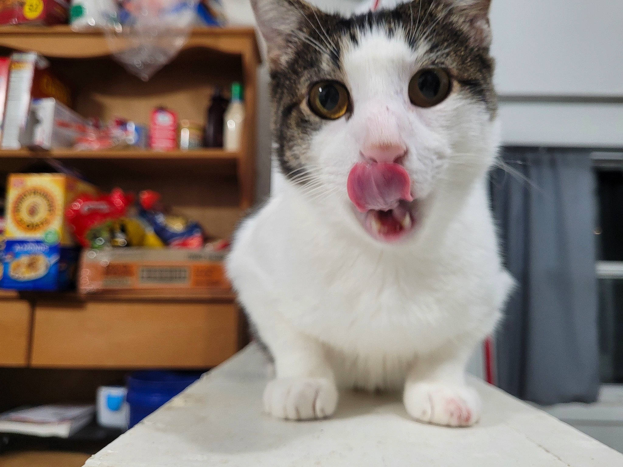 Ares joined the competition — help win amazing prizes! bookcase, carnivore, cat, collar, domestic_short_haired_cat, door, fang, felidae, fur, paw, photo_caption, publication, shelf, shelving, small_to_medium_sized_cats, surprised, tail, whiskers, window