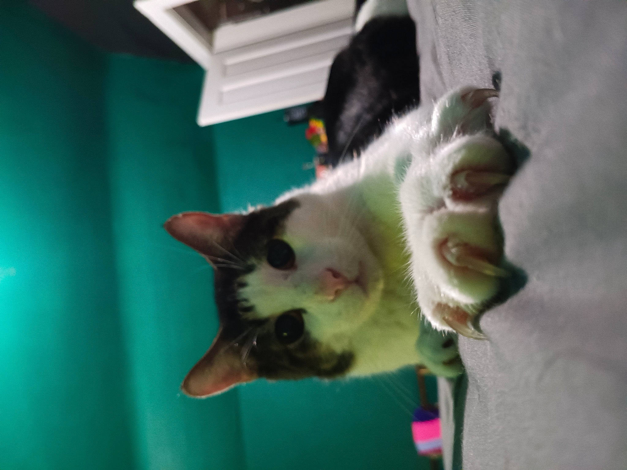 Ares joined the competition — help win amazing prizes! carnivore, cat, domestic_short_haired_cat, fawn, felidae, fur, plant, small_to_medium_sized_cats, snout, tail, whiskers