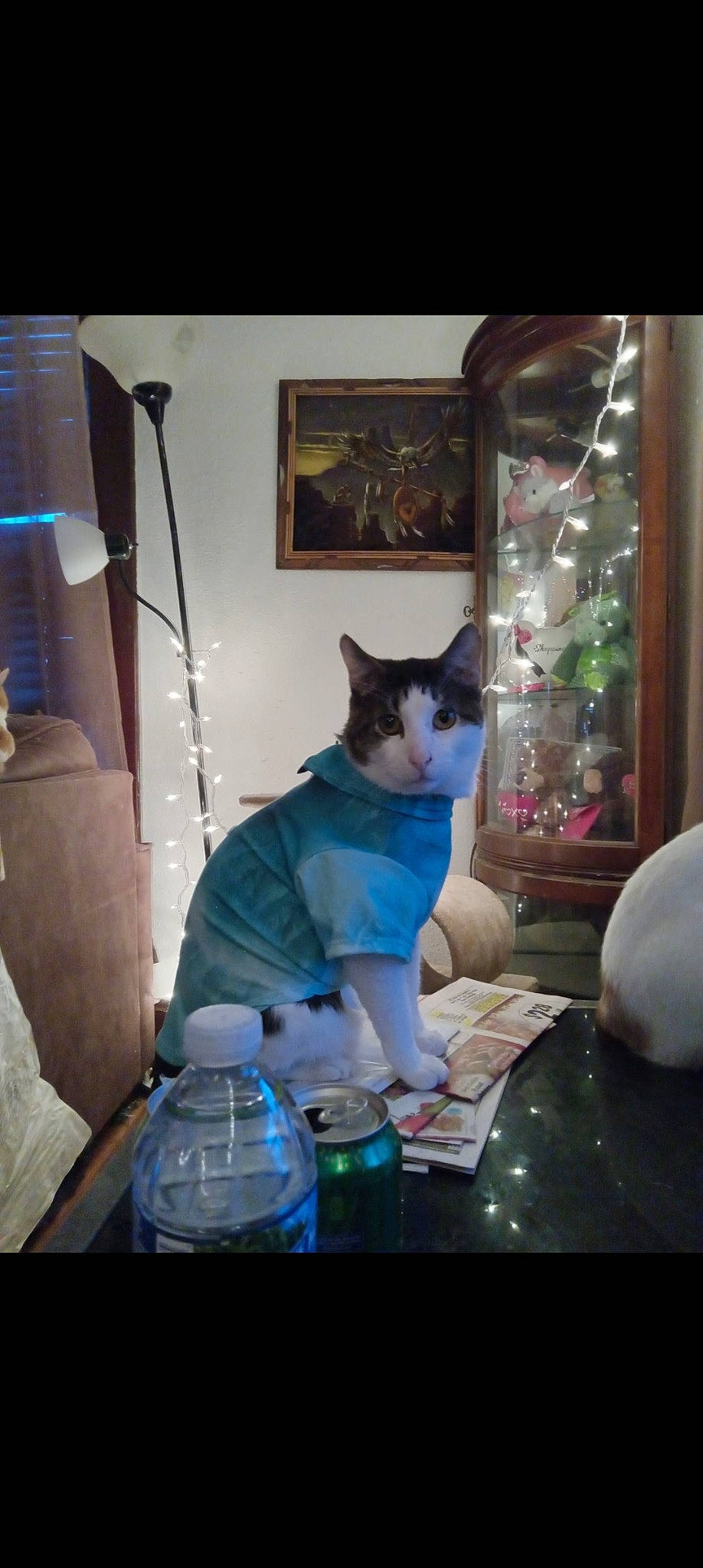 Ares joined the competition — help win amazing prizes! bottle, cat, drinkware, event, felidae, formal_wear, fun, fur, glass, party, picture_frame, plastic_bottle, room, sitting, small_to_medium_sized_cats, tail, visual_arts, water_bottle, whiskers