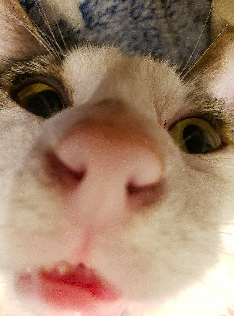 Ares is registered to the contest to win money with this photo: carnivore, cat, close_up, domestic_short_haired_cat, ear, eyelash, felidae, fur, iris, nose, paw, small_to_medium_sized_cats, snout, terrestrial_animal, whiskers