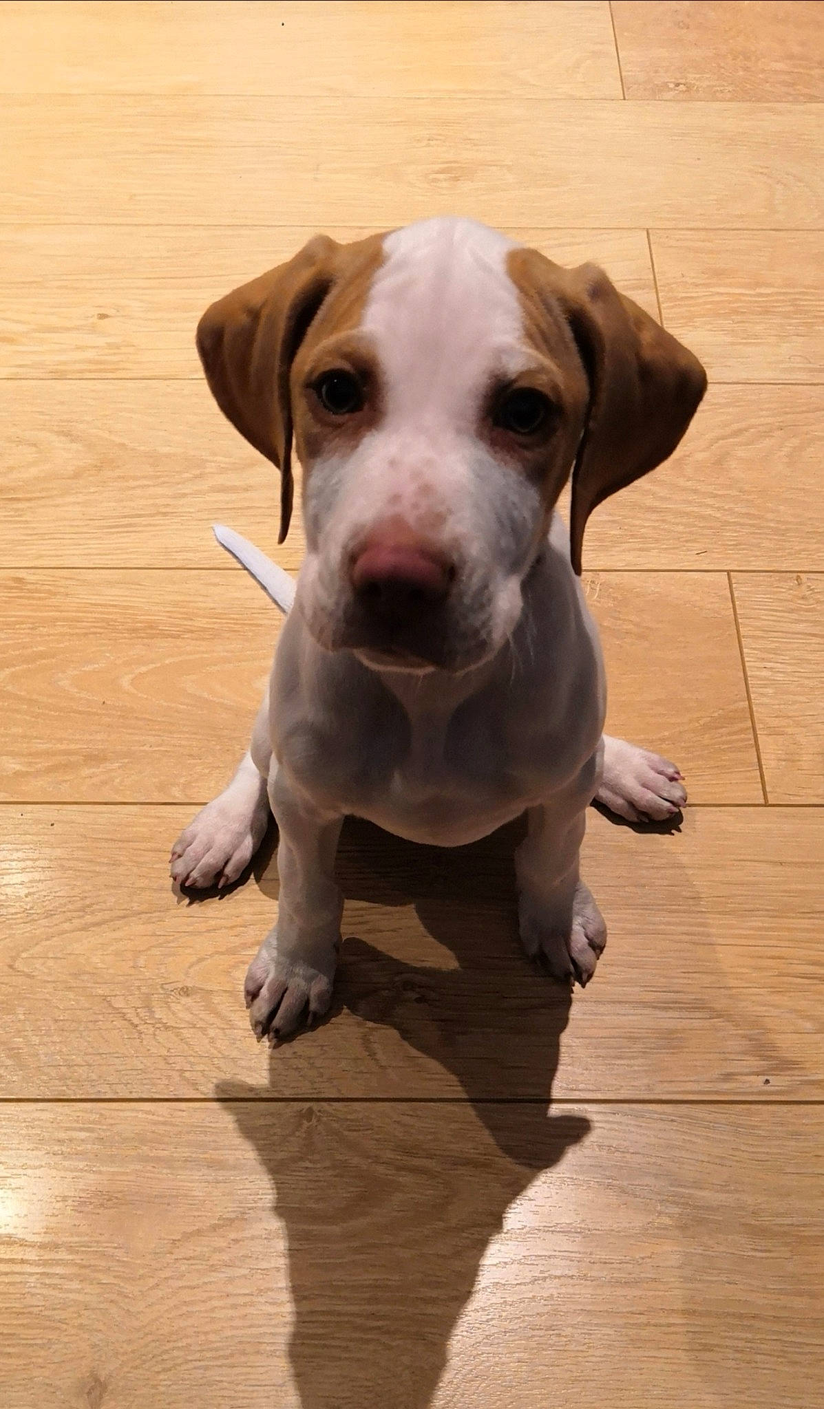 Pongo a rejoint le concours — aidez-le/la à gagner de superbes lots ! canidae, carnivore, collar, companion_dog, dog, dog_breed, dog_collar, fawn, floor, flooring, hardwood, liver, pet_supply, plank, snout, sporting_group, whiskers, wood, wood_flooring, working_animal