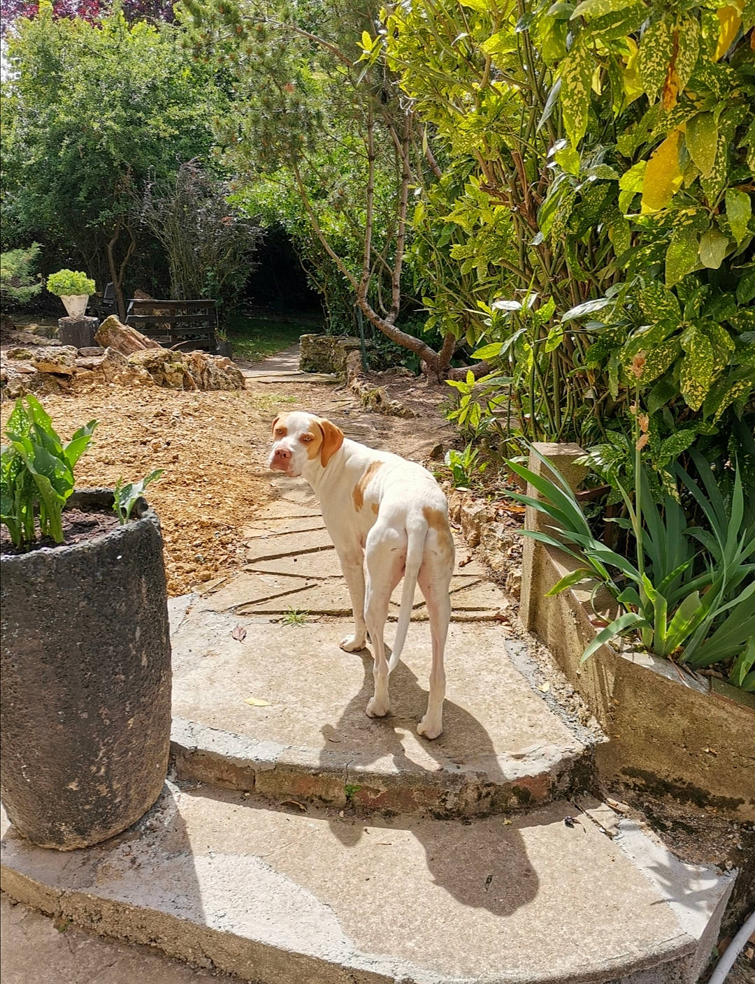Pongo participe au concours pour gagner de l'argent avec cette photo : carnivore, companion_dog, dog, dog_breed, fawn, flagstone, flowerpot, garden, grass, houseplant, landscape, plant, road, road_surface, shrub, sidewalk, soil, tail, tree, working_animal