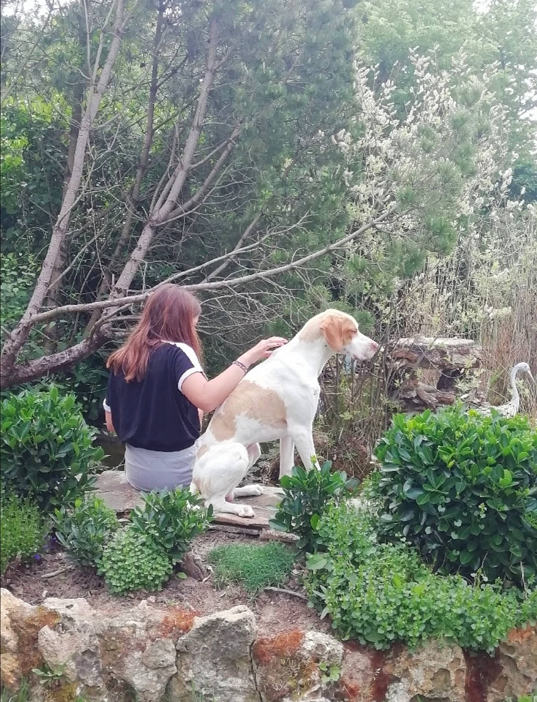 Pongo participe au concours pour gagner de l'argent avec cette photo : borzoi, carnivore, companion_dog, dog, dog_breed, fawn, forest, garden, grass, groundcover, landscape, leisure, people_in_nature, plant, recreation, shrub, sitting, soil, sporting_group, tree