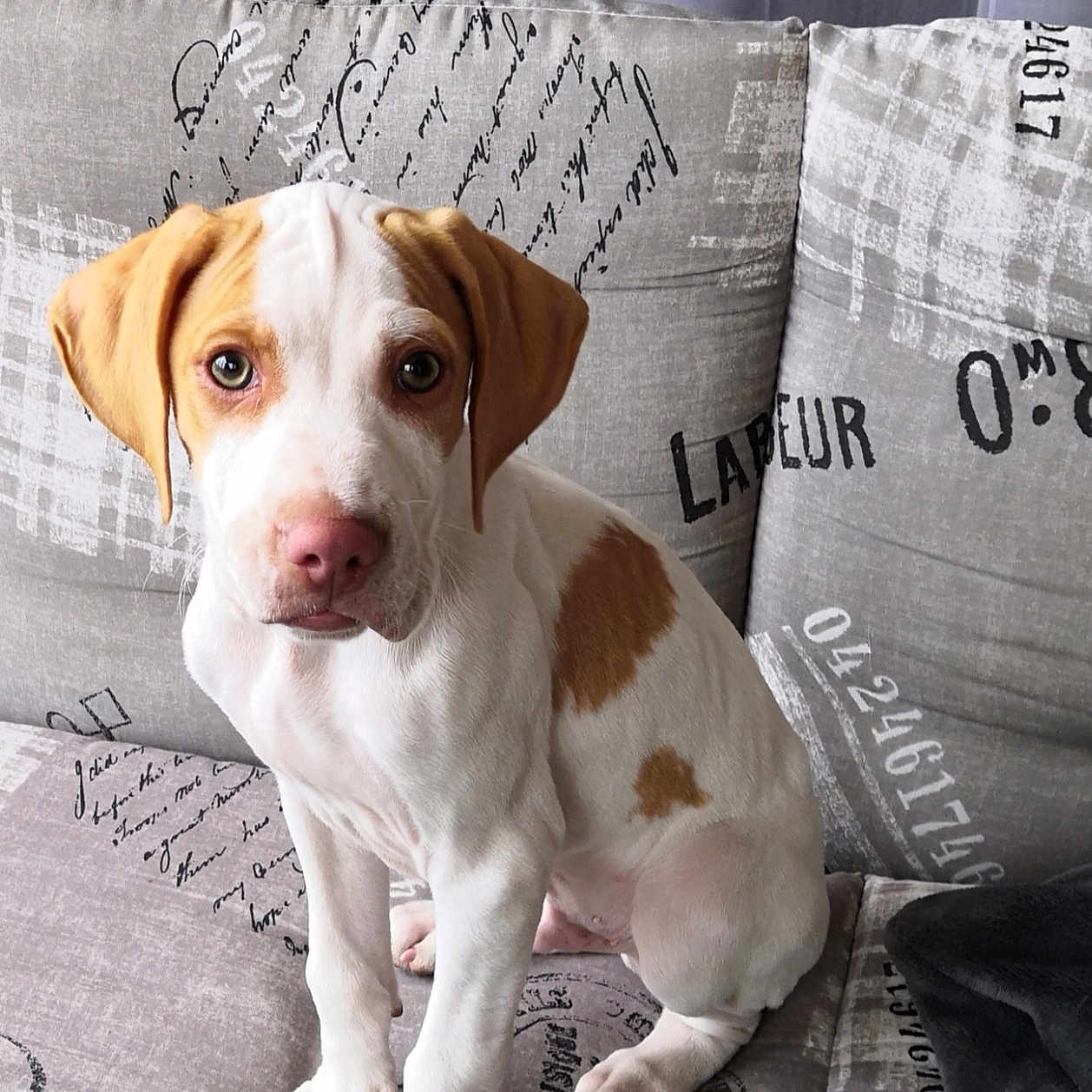 Pongo