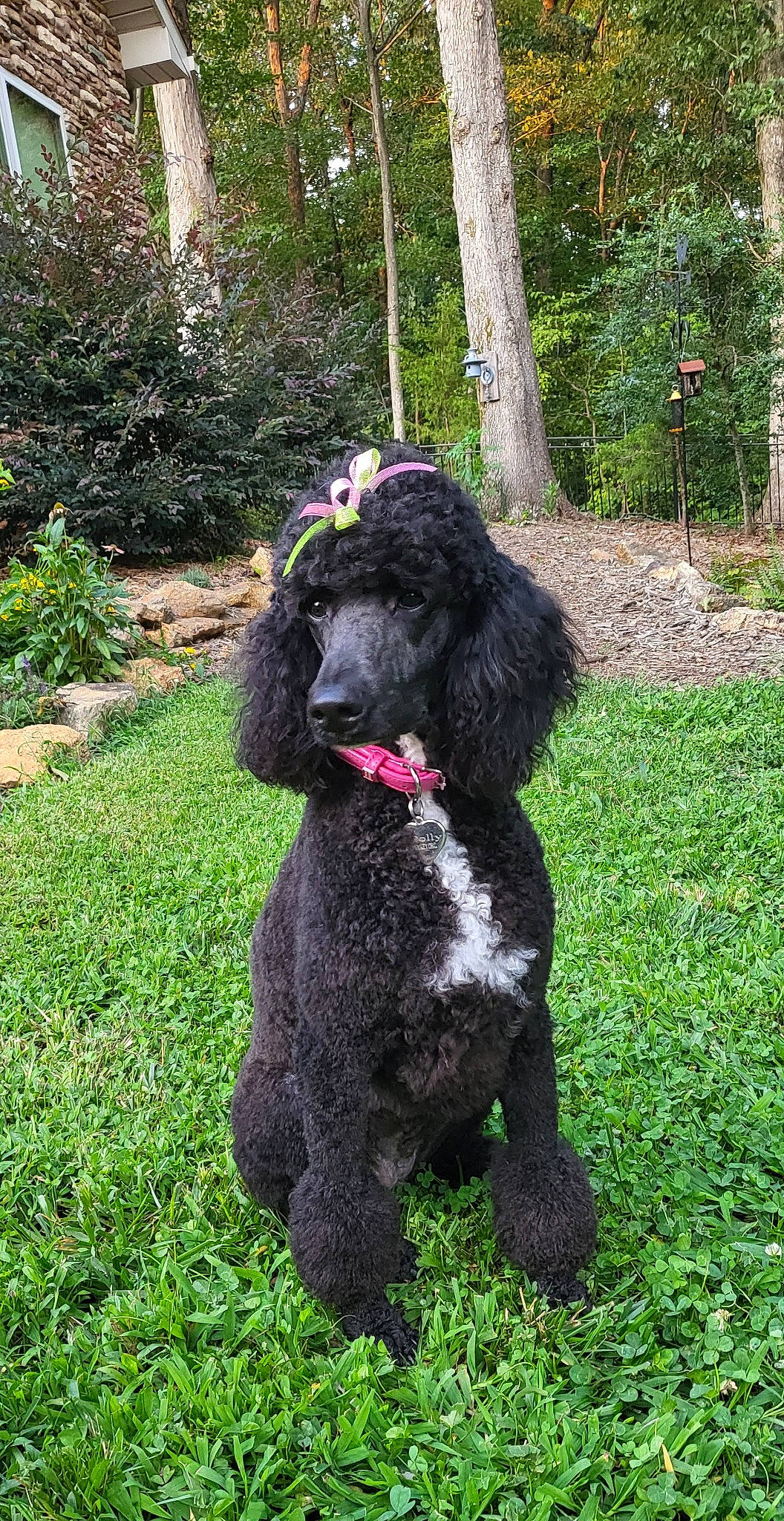 Dolly is registered to the contest to win money with this photo: carnivore, companion_dog, dog, dog_breed, dog_collar, fur, grass, groundcover, gun_dog, liver, plant, poodle, shrub, spaniel, tail, terrier, toy_dog, tree, water_dog, working_animal