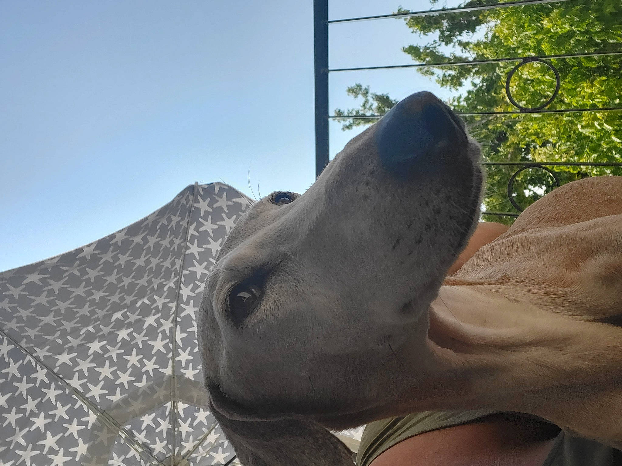 Faruq a rejoint le concours — aidez-le/la à gagner de superbes lots ! art, canidae, carnivore, common_bottlenose_dolphin, dog, dog_breed, dolphin, fawn, landscape, marine_mammal, sculpture, sky, snout, sporting_group, stallion, statue, tail, terrestrial_animal, tree, working_animal