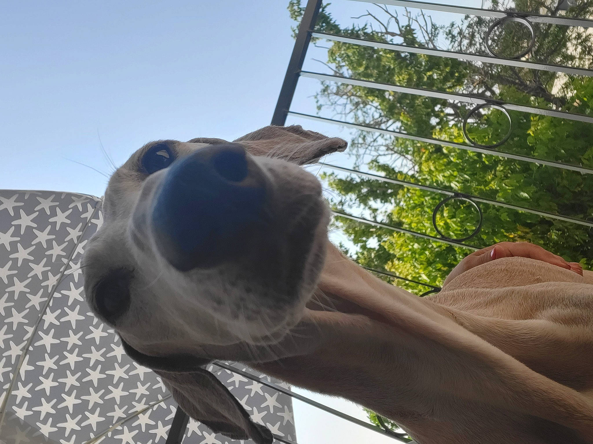 Faruq participe au concours pour gagner de l'argent avec cette photo : carnivore, collar, dog, dog_breed, dog_collar, elbow, eyewear, fawn, gesture, guard_dog, metal, shade, sky, snout, sporting_group, sunglasses, tail, tree, whiskers, working_animal