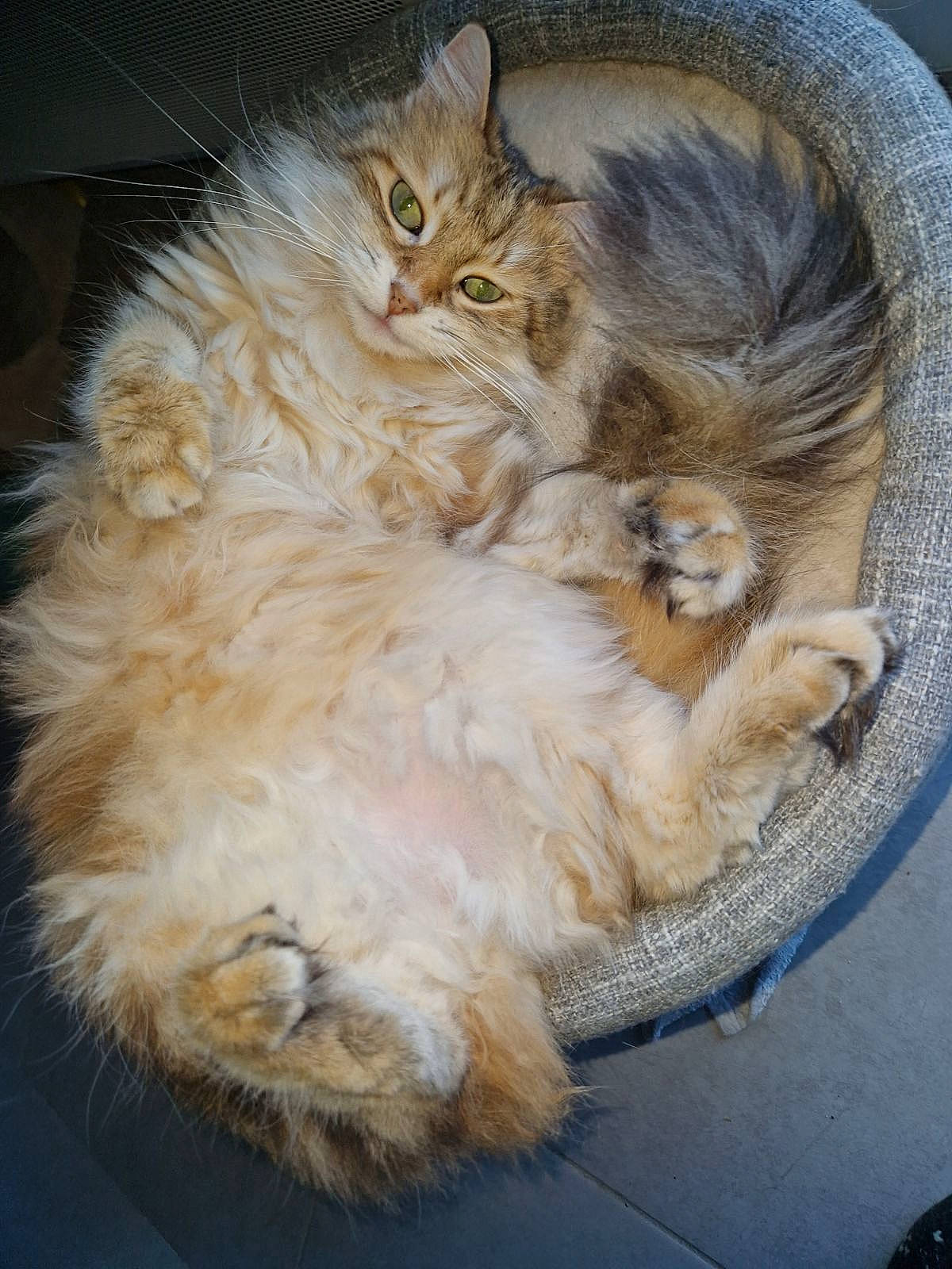 Pomponette participe au concours pour gagner de l'argent avec cette photo : british_longhair, carnivore, cat, claw, comfort, companion_dog, fawn, felidae, fur, nap, paw, persian, ragdoll, selkirk_rex, small_to_medium_sized_cats, snout, tail, terrestrial_animal, whiskers