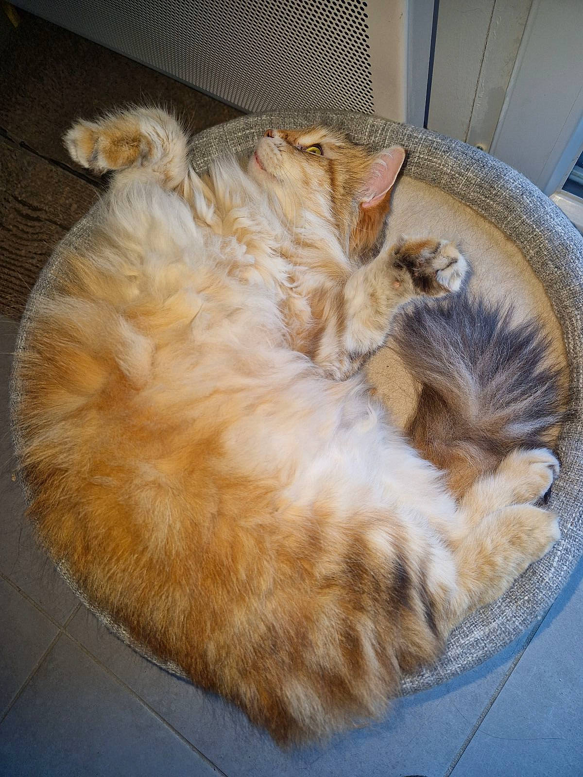 Pomponette participe au concours pour gagner de l'argent avec cette photo : canidae, carnivore, cat, claw, comfort, companion_dog, dog_breed, fawn, felidae, flooring, fur, hardwood, nap, paw, sleep, small_to_medium_sized_cats, snout, sporting_group, tail, whiskers