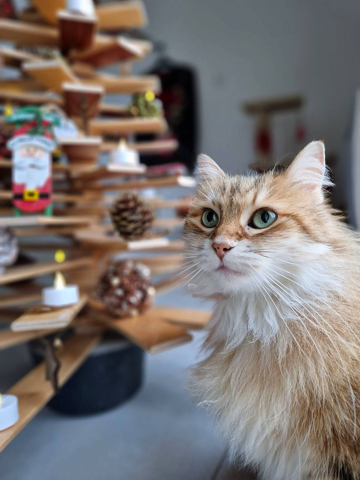 Pomponette a rejoint le concours — aidez-le/la à gagner de superbes lots ! carnivore, cat, claw, domestic_short_haired_cat, event, eyewear, fawn, felidae, fur, jewellery, maine_coon, small_to_medium_sized_cats, snout, tail, whiskers, window, wood