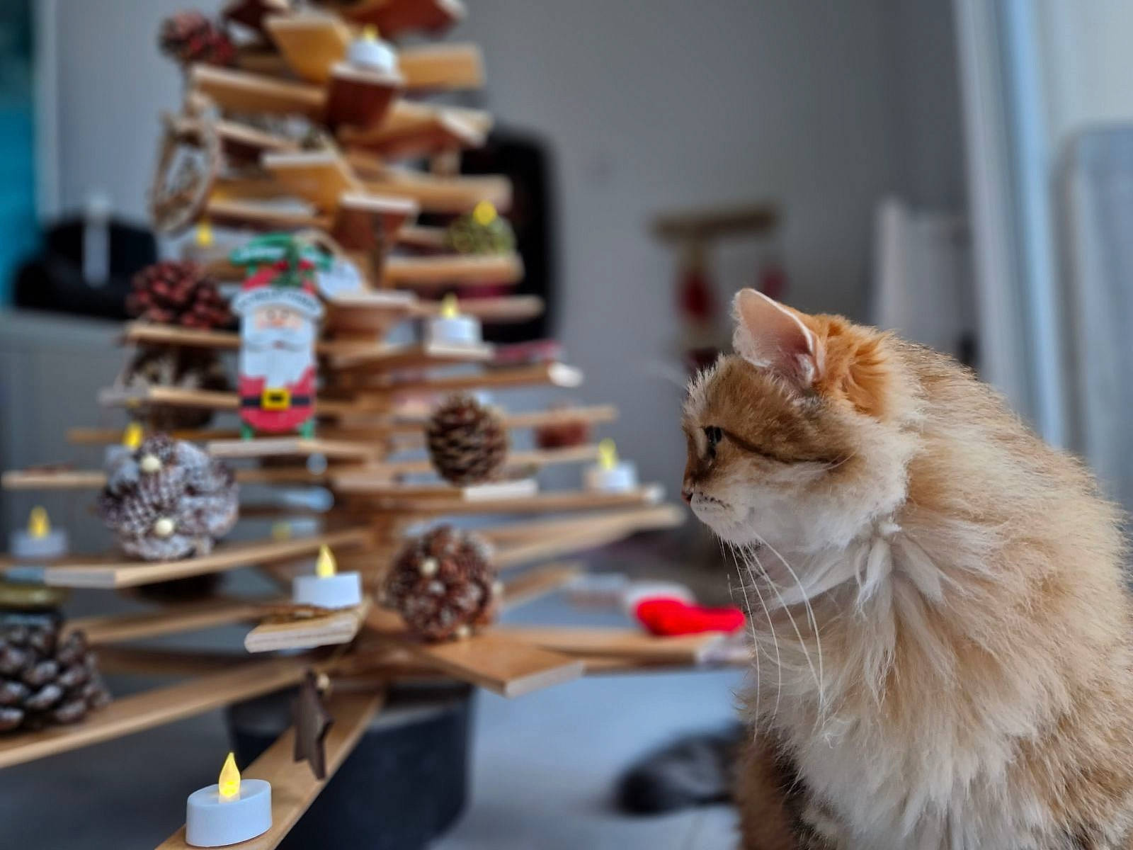 Pomponette participe au concours pour gagner de l'argent avec cette photo : carnivore, cat, culinary_art, delicacy, domestic_short_haired_cat, event, fashion_accessory, fawn, felidae, finger_food, food, fur, paw, plate, recreation, small_to_medium_sized_cats, sweetness, tableware, tail, whiskers