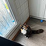 blue_ball, cabinet, calico_cat, cat, curious, door, feline, floor, fur, glass_door, green_eyes, indoor, natural_light, pet, playful, sitting, tile_wall, whiskers, window, wooden_floor