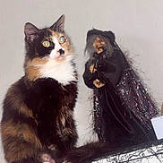 Rosie a rejoint le concours — aidez-le/la à gagner de superbes lots ! animal, background, black_net, calico_cat, cat, closeup, costume, decor, eyes, feline, figure, fur, halloween, indoor, pet, sitting, spooky, toy, whiskers, witch_doll