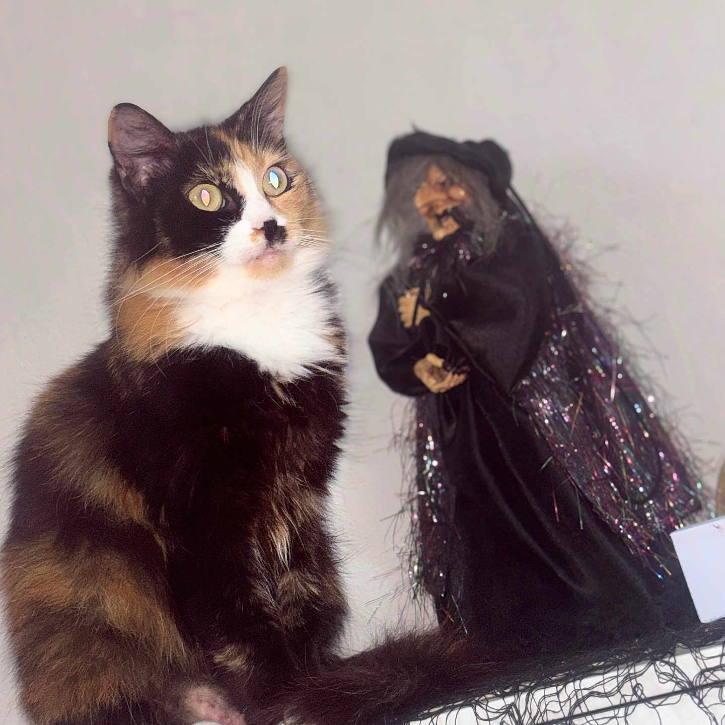 Rosie a rejoint le concours — aidez-le/la à gagner de superbes lots ! animal, background, black_net, calico_cat, cat, closeup, costume, decor, eyes, feline, figure, fur, halloween, indoor, pet, sitting, spooky, toy, whiskers, witch_doll