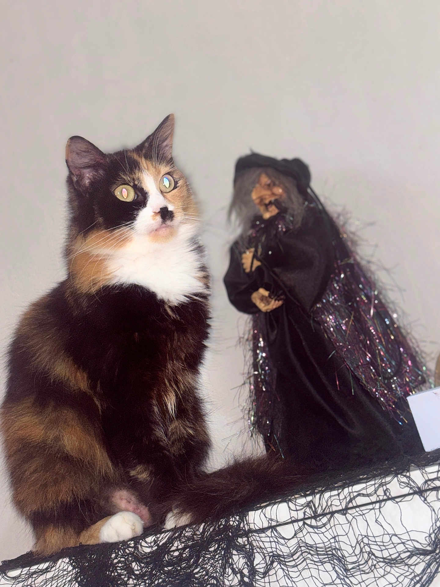 Rosie a rejoint le concours — aidez-le/la à gagner de superbes lots ! animal, background, black_net, calico_cat, cat, closeup, costume, decor, eyes, feline, figure, fur, halloween, indoor, pet, sitting, spooky, toy, whiskers, witch_doll