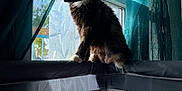 Rosie a rejoint le concours — aidez-le/la à gagner de superbes lots ! animal, bright, calico, cat, collar, curtain, domestic, fluffy, furniture, home, indoor, mesh, pet, playpen, quiet, relaxing, shadow, sitting, sunlight, window