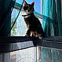 animal, bright, calico, cat, collar, curtain, domestic, fluffy, furniture, home, indoor, mesh, pet, playpen, quiet, relaxing, shadow, sitting, sunlight, window