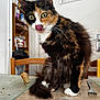 animal, calico, cat, chair, close_up, curious, domestic_animal, food, fur, furniture, household, indoor, kitchen, pet, plate, playful, sitting, table, tongue_out, whiskers