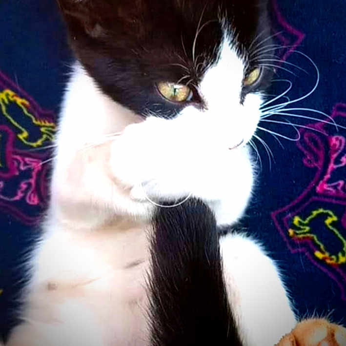 Matilda joined the competition — help win amazing prizes! abyssinian, angora, animal, blackcat, bodypart, cat, claw, electronics, finger, hand, hardware, hook, kitten, manx, mouth, pattern, person, pet, purple, sleeping