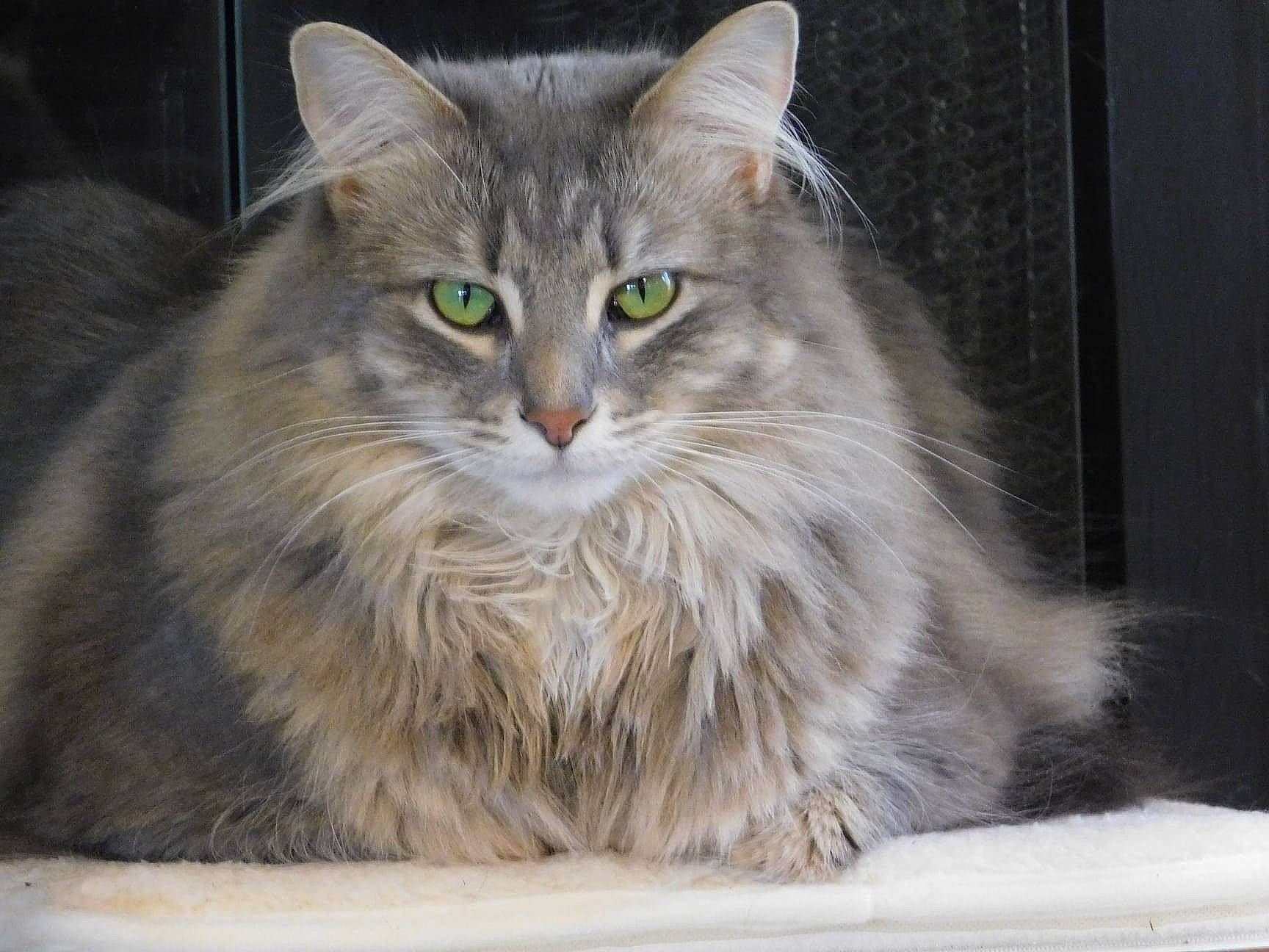 Callisto joined the competition — help win amazing prizes! asian_semi_longhair, british_longhair, british_semi_longhair, carnivore, cat, domestic_long_haired_cat, fawn, felidae, fur, iris, maine_coon, persian, ragamuffin, small_to_medium_sized_cats, snout, vertebrate, whiskers